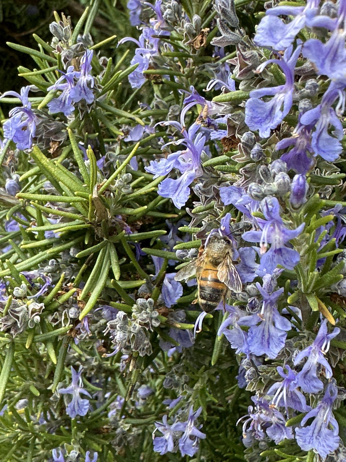 Ape su fiore di rosmarino