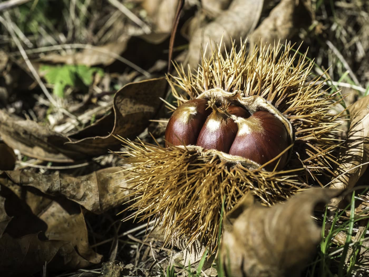Castagne Secche